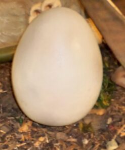 DINOSAUR EGG LARGE JR R-084-N